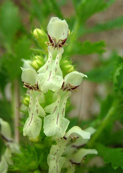 Stachys recta / Stregona gialla